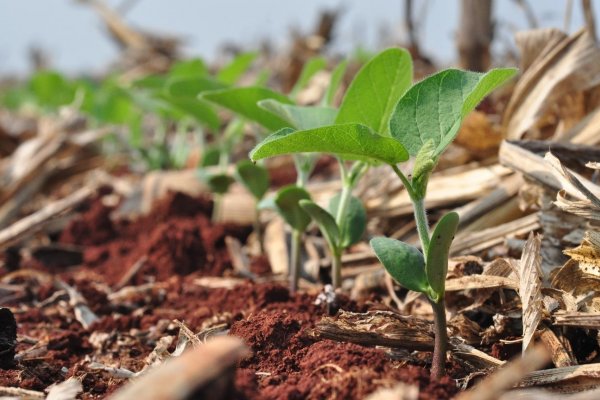 Plantio de soja e clima animam produtores