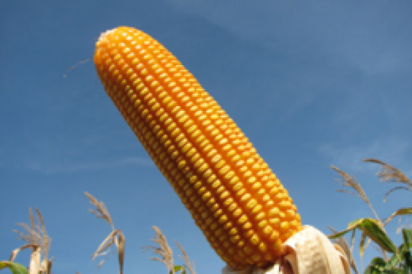 MILHO DE INVERNO DEVE AUMENTAR EM 50% EM 2012