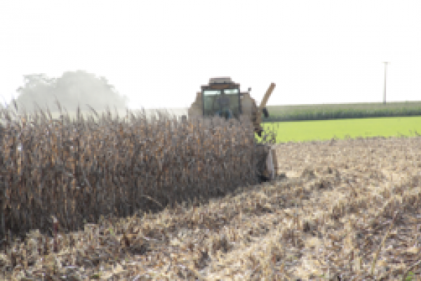 Safra de milho 11/12 ser&aacute; recorde, diz Conab