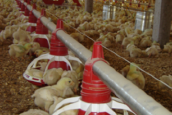 Paran&aacute; busca ajuda para avicultura junto ao Governo Federal