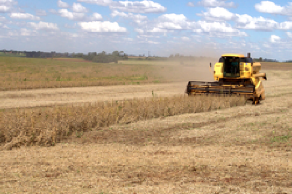 Expectativas de &oacute;tima safra                              
