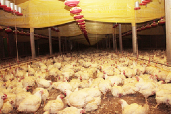 Setor av&iacute;cola come&ccedil;a 2013 com recupera&ccedil;&atilde;o                              