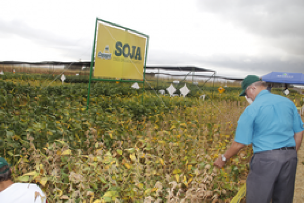 Unidade de Bela Vista recebe Dia de Campo Soja na sexta-feira                              