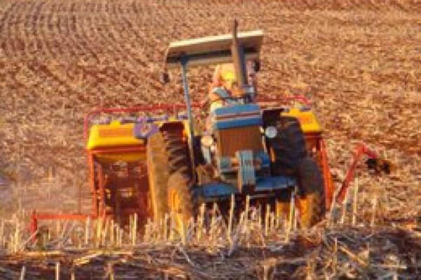 Mais de 50% do plantio do milho safrinha na &aacute;rea de a&ccedil;&atilde;o da Copagril est&aacute; conclu&iacute;do                 