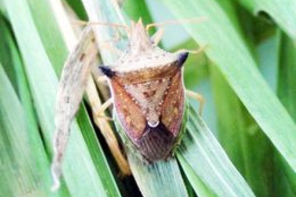 Controle de Percevejos na Cultura do Milho Safrinha                              