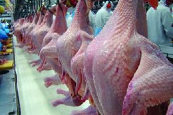 EUA e Brasil: principais exportadoras de carne de frango em 2012                              