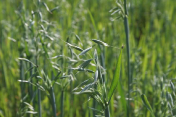Copagril orienta produtores a n&atilde;o deixarem &aacute;reas agr&iacute;colas em pousio                            