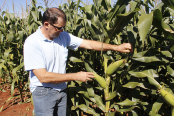 Dia de Campo Milho Safrinha apresentar&aacute; mais de 50 h&iacute;bridos de milho