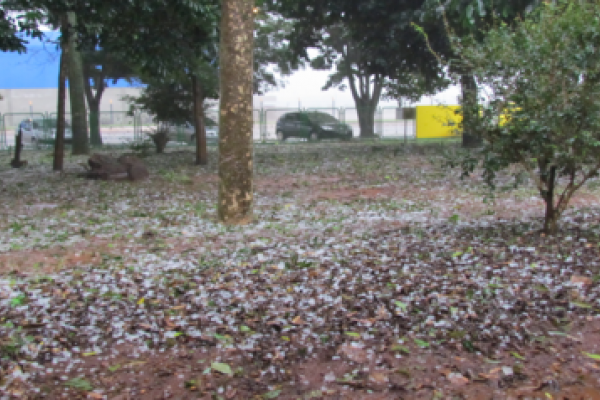 Volume de chuva e granizo n&atilde;o causaram grandes preju&iacute;zos na lavoura                              