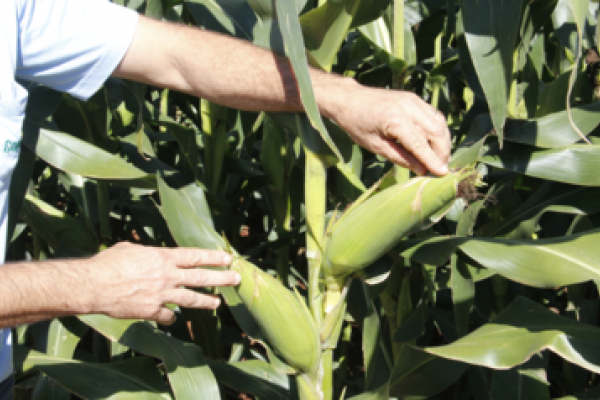&Eacute; amanh&atilde;: Dia de Campo Milho Safrinha                               