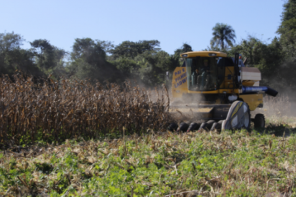Associados iniciam colheita da safrinha