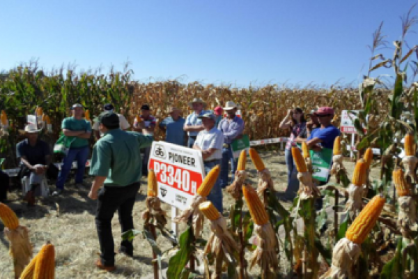 Unidade de S&atilde;o Jos&eacute; e Pioneer Sementes realizam Dia de Campo