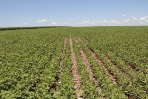 Transg&ecirc;nicos completam 10 anos no Brasil