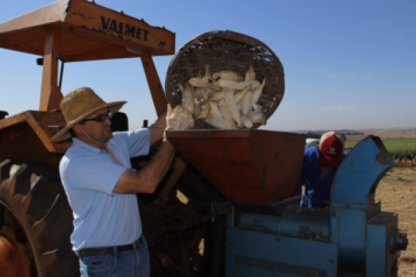 Esta&ccedil;&atilde;o Experimental realiza colheita e avalia&ccedil;&atilde;o de h&iacute;bridos de milho safrinha 2013 