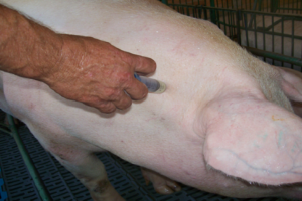 Programa de recebimento de embalagens de produtos veterin&aacute;rios