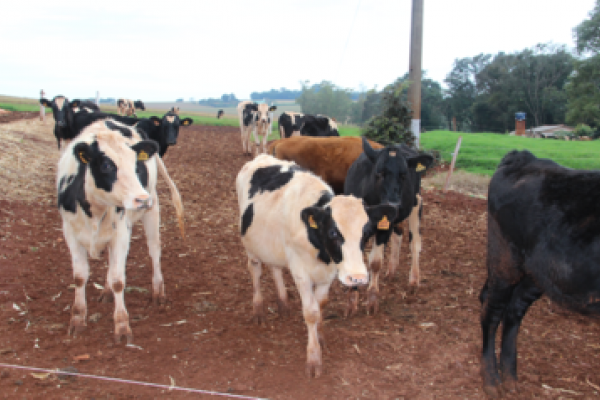 Vacine seu rebanho contra a raiva 