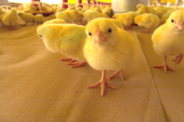 Sal&atilde;o Internacional da Avicultura come&ccedil;a amanh&atilde;, em S&atilde;o Paulo