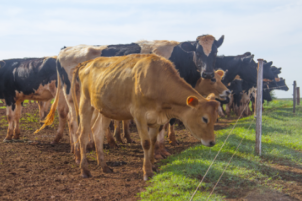 Vacas felizes produzem mais