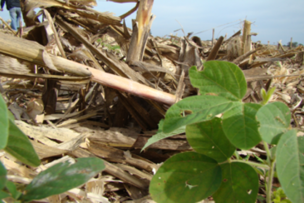 Vazio sanit&aacute;rio da soja termina dia 15 de setembro
