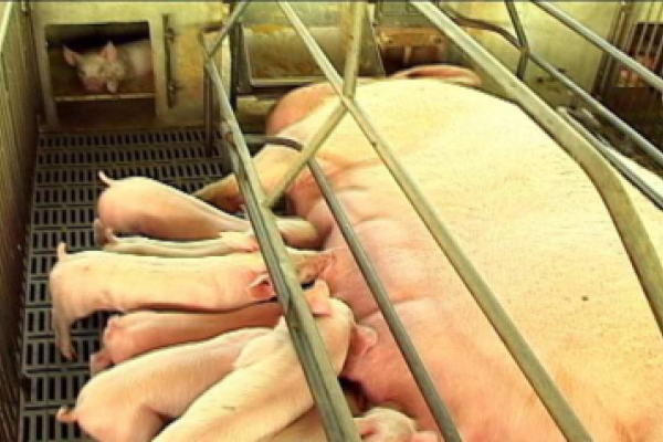 A import&acirc;ncia da ambi&ecirc;ncia na suinocultura