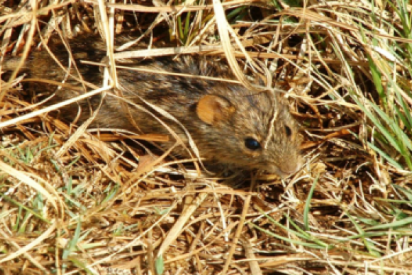 Controle de roedores nas propriedades rurais