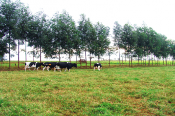 Como evitar o stress cal&oacute;rico no gado leiteiro