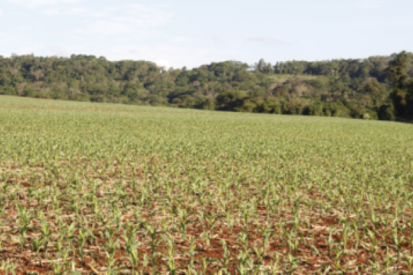 Aten&ccedil;&atilde;o especial aos tratos culturais
