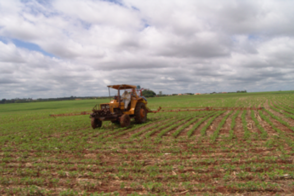 Aten&ccedil;&atilde;o &agrave; infesta&ccedil;&atilde;o de ervas daninhas p&oacute;s-emerg&ecirc;ncia 