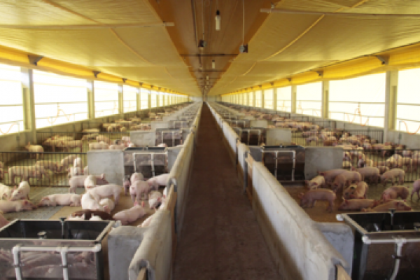 No ver&atilde;o, su&iacute;nos precisam de refor&ccedil;o na ra&ccedil;&atilde;o e ambiente refrescado 