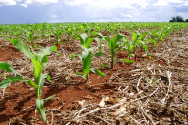 Milho: agora &eacute; hora dos fungicidas na parte a&eacute;rea