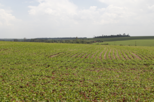 Monitoramento &eacute; a melhor medida para controlar as pragas