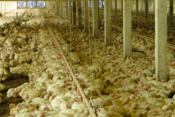 O mito injusto do frango