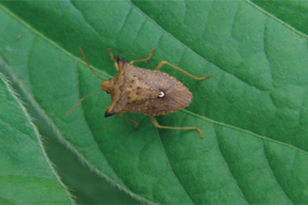 Monitoramento de percevejos na lavoura de soja