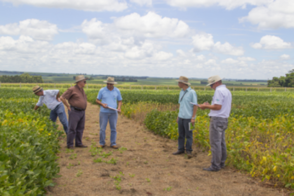 Equipe da Embrapa vistoria soja cultivada para o Dia de Campo