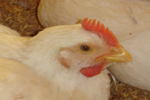 Consumo de carne de frango no Brasil foi de quase 42 kg/habitante em 2013