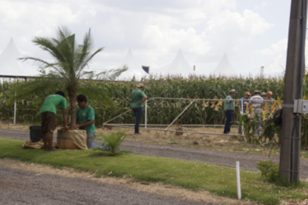 Biotecnologia ser&aacute; destaque do Dia de Campo Copagril