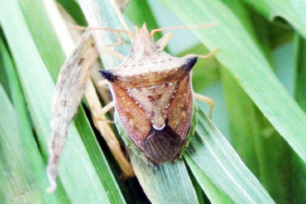 Controle inicial de pragas do milho safrinha