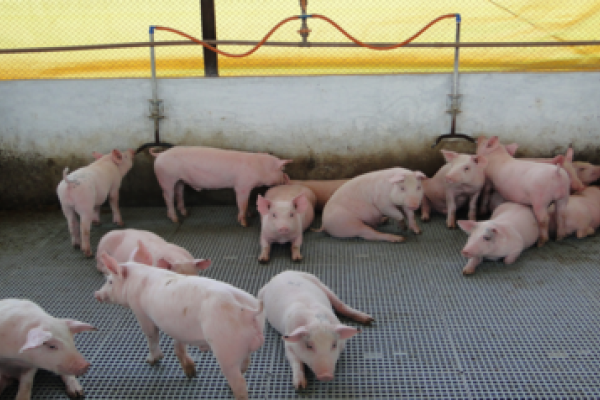 A import&acirc;ncia da temperatura da &aacute;gua para os su&iacute;nos