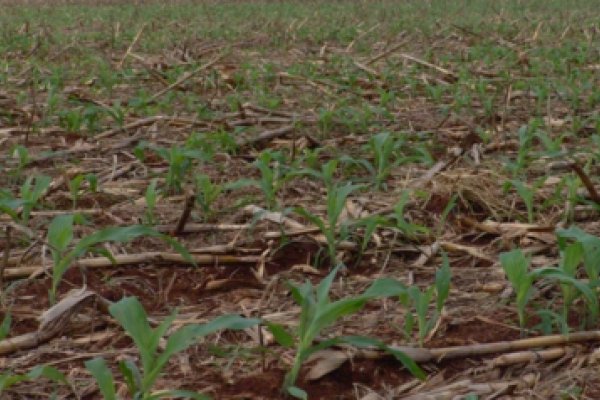 Cuidados com a mato competi&ccedil;&atilde;o no milho safrinha 