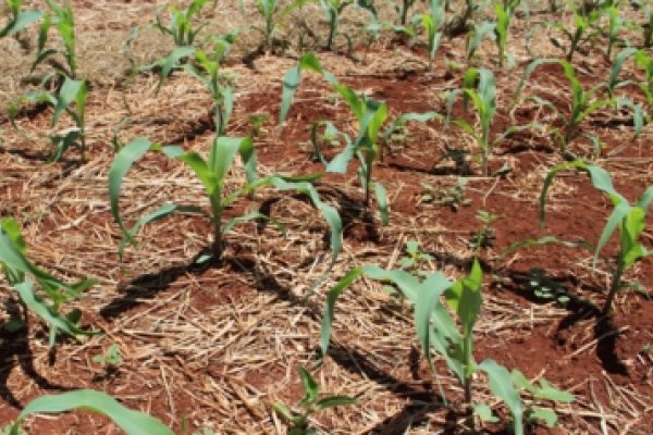 Aduba&ccedil;&atilde;o nitrogenada &eacute; essencial para o desenvolvimento do milho