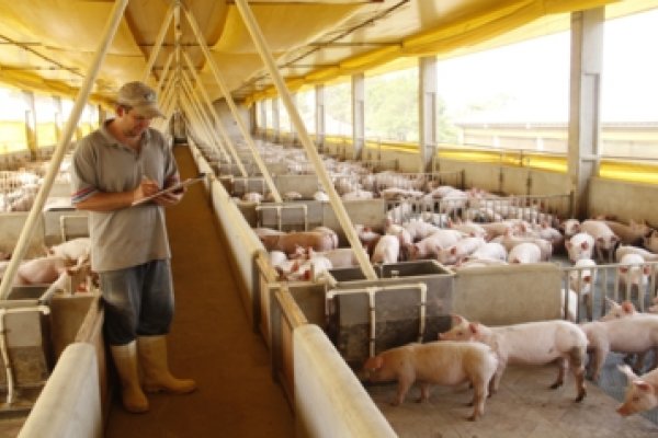 Projeto de Certifica&ccedil;&atilde;o da Carne Su&iacute;na 
