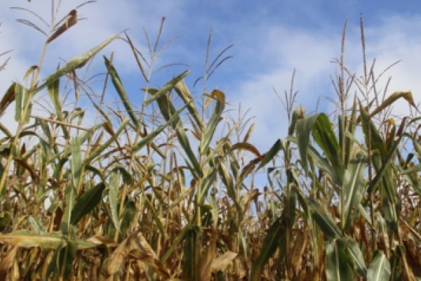 Milho safrinha apresenta bom potencial produtivo