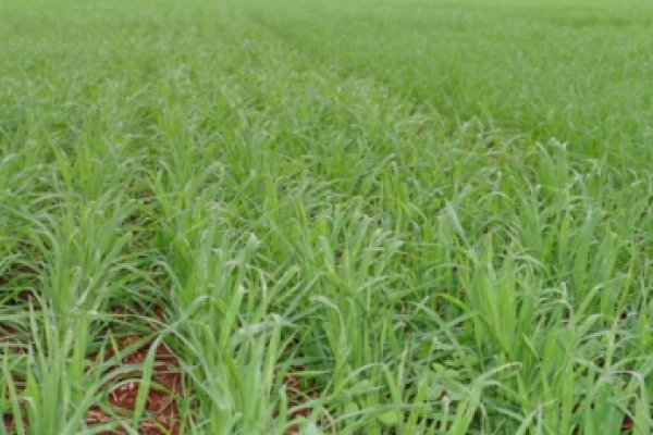 &Aacute;rea t&eacute;cnica alerta quanto &agrave;s doen&ccedil;as na cultura de trigo