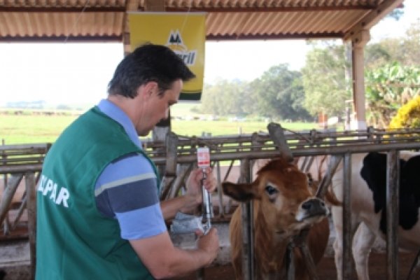 Campanha de vacina&ccedil;&atilde;o contra a febre aftosa termina amanh&atilde;