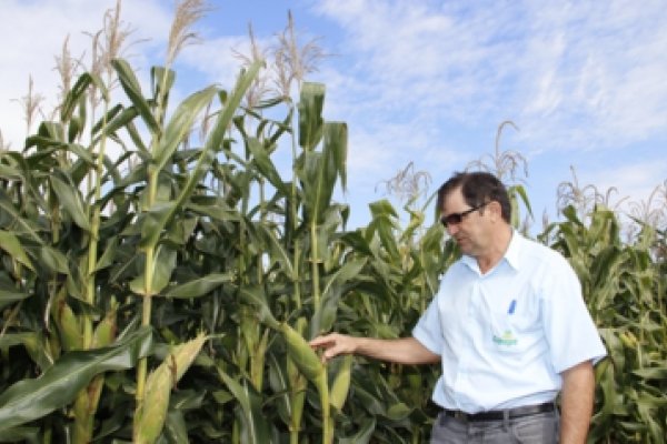 Copagril prepara Dia de Campo Milho Safrinha