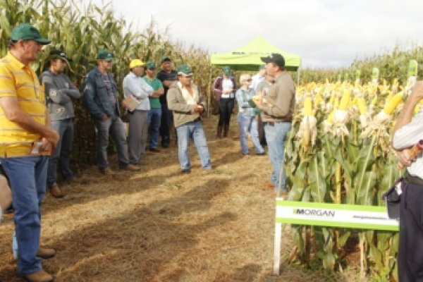 Bela Vista promove Dia de Campo Safrinha na sexta-feira