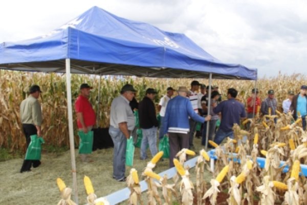 Dia de Campo Copagril de Milho Safrinha &eacute; realizado em Bela Vista