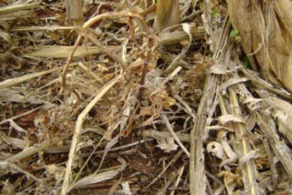  Manejo do solo pr&eacute;-plantio