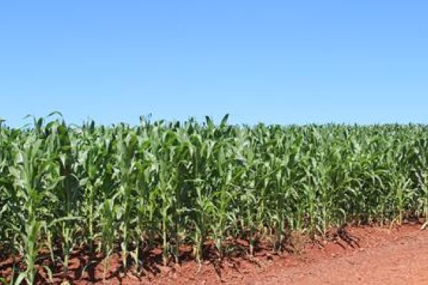 Financiamento Agr&iacute;cola para Cultura de Milho Safrinha