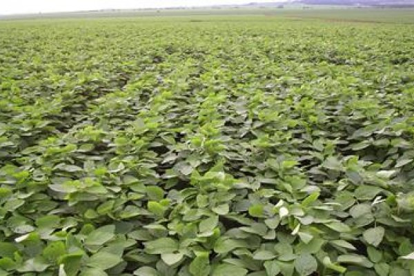 As exig&ecirc;ncias h&iacute;dricas da soja